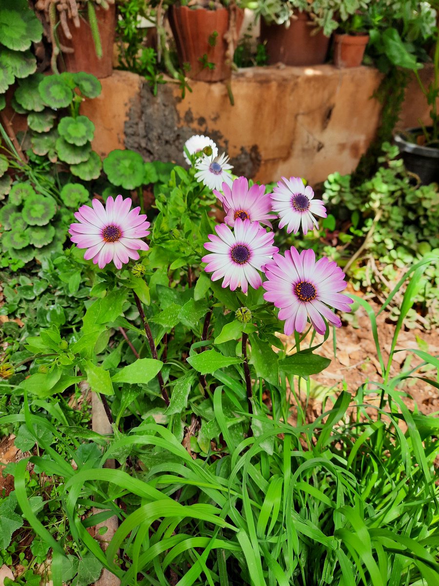 Shaimaa_jaber81's tweet image. #howto #gardening #Garden #homeplants