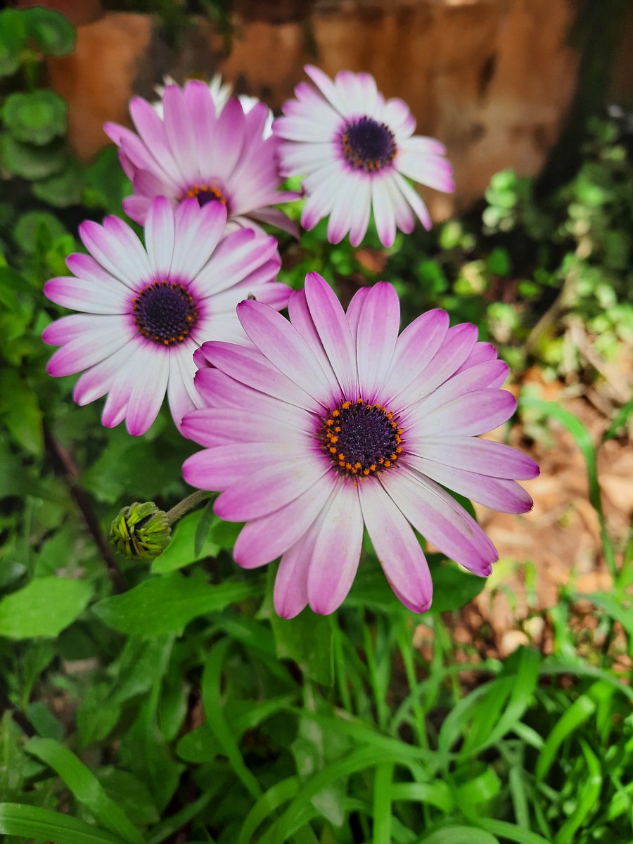 Shaimaa_jaber81's tweet image. #howto #gardening #Garden #homeplants