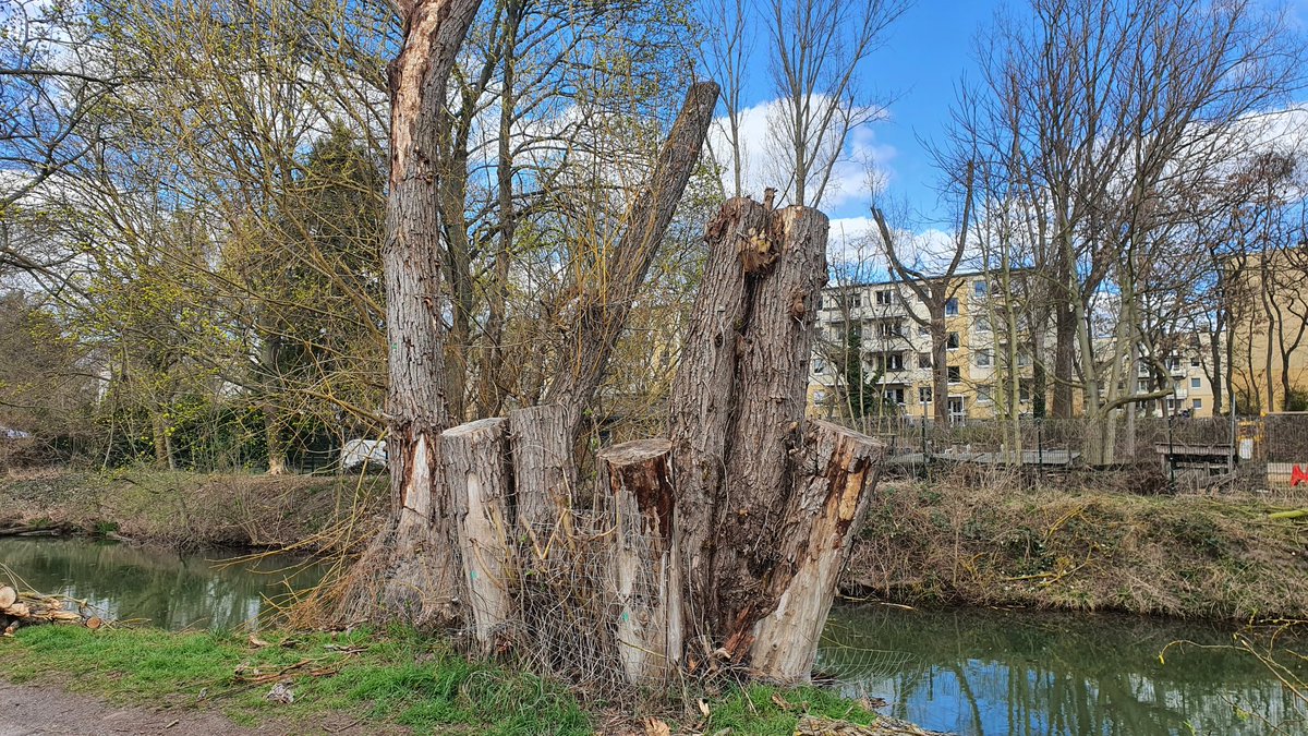 Wilde Wiese tweet media