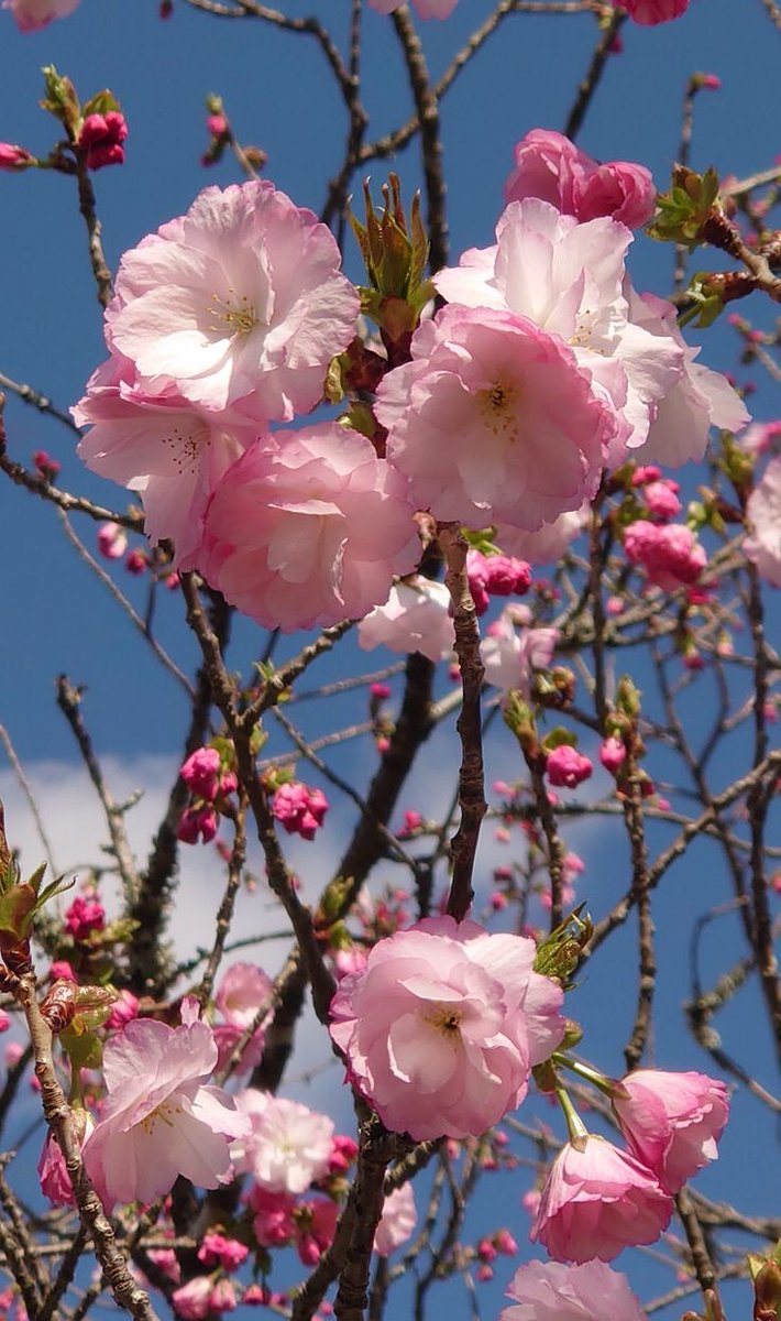 Снежана tweet media