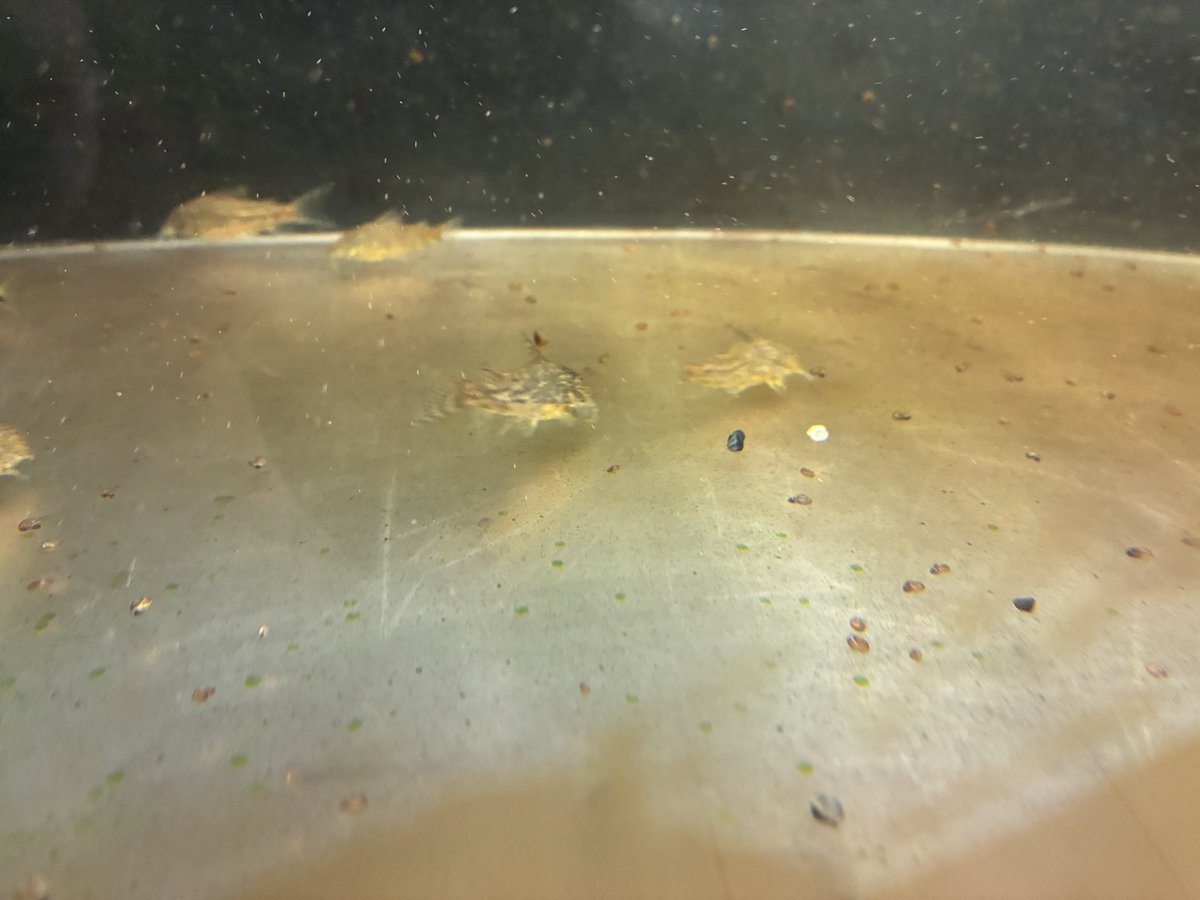 co_river20's tweet photo. コリドラス　バルバータス幼魚5匹¥20000+送料
ワイルドの親個体からのブリードです。
±4cmのサイズで雌雄が分かり始めた頃の個体です。

発送は土曜日発送になります。
ご了承ください。(平日に送る場合もあります)
ご興味ある方はぜひDMまで。 https://t.co/mVG4so7uc1