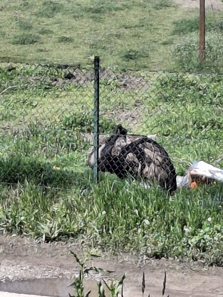 Armaly Bubble Tea🦄 tweet media