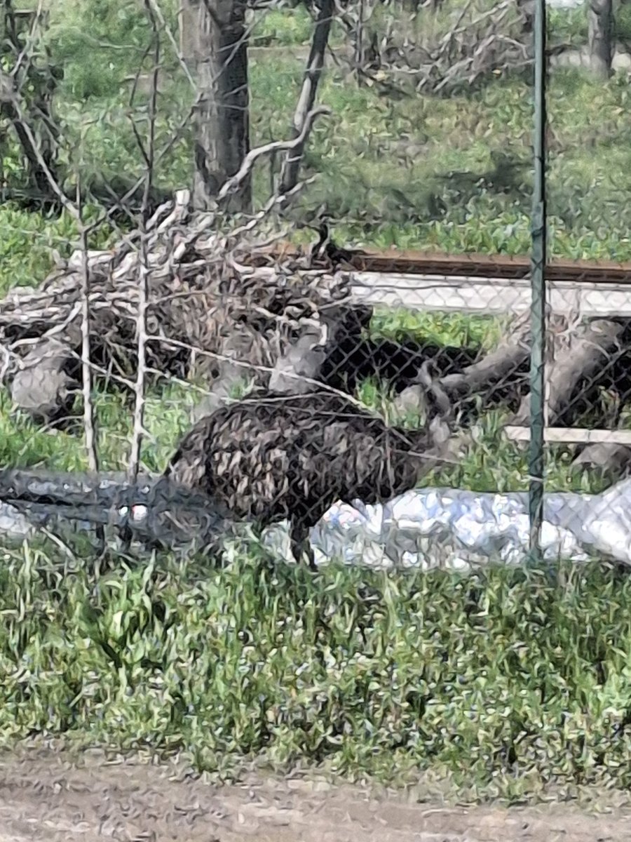 Armaly Bubble Tea🦄 tweet media