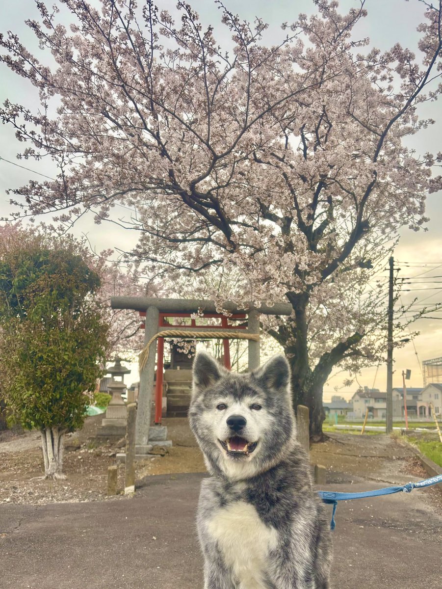 茜☆丸 tweet media