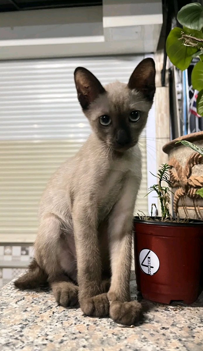 Catster & Co บ้านพักพิงแมวจร tweet media