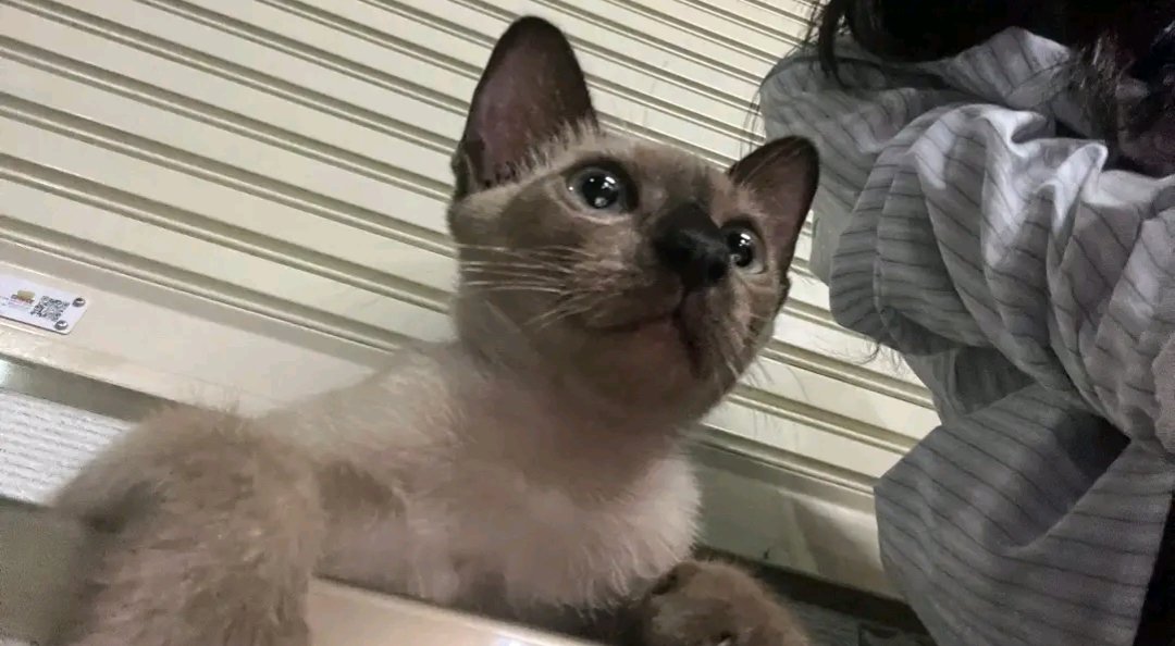 Catster & Co บ้านพักพิงแมวจร tweet media