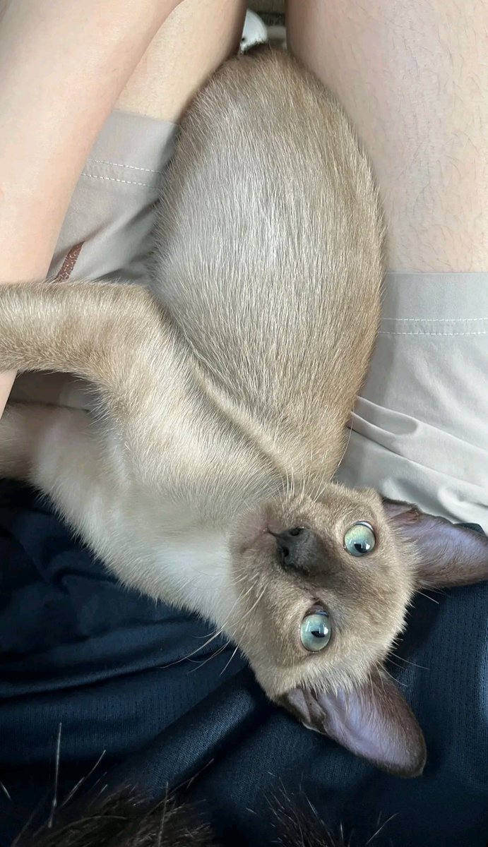 Catster & Co บ้านพักพิงแมวจร tweet media