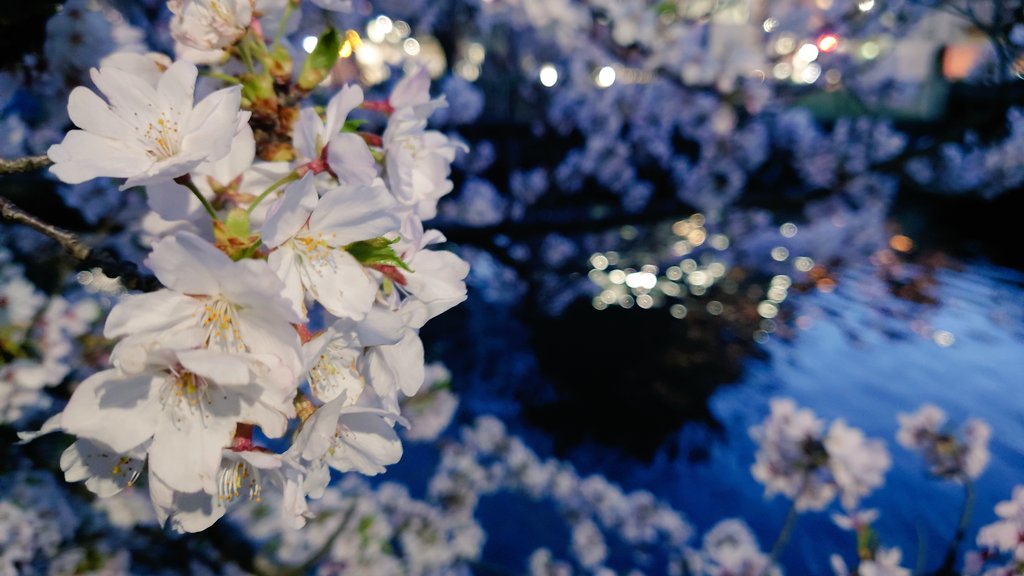 dosoDB's tweet photo. 昨日ちょっと遠回りしてお花見しながら帰宅🌸🌸🌸
今日の雨と強風で一気に散っちゃっただろうなあ https://t.co/Wa0LgDfoQK