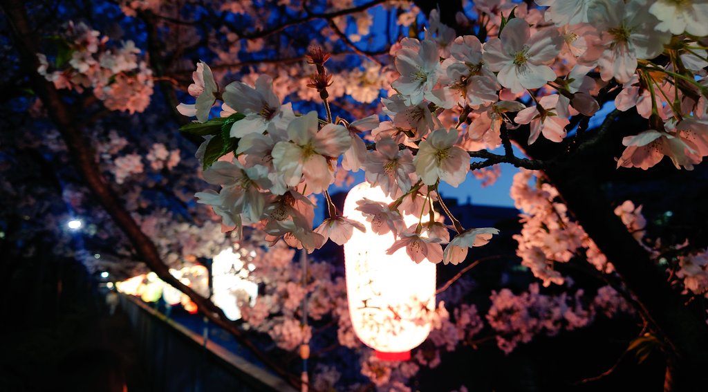 dosoDB's tweet photo. 昨日ちょっと遠回りしてお花見しながら帰宅🌸🌸🌸
今日の雨と強風で一気に散っちゃっただろうなあ https://t.co/Wa0LgDfoQK