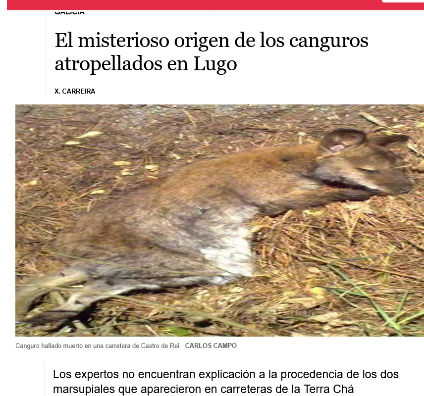 eodiadasfilloas's tweet photo. @RailWenao @UnamunoAgain Van 3 canguros atropellados en los últimos años. https://t.co/GeMBix0Pk6