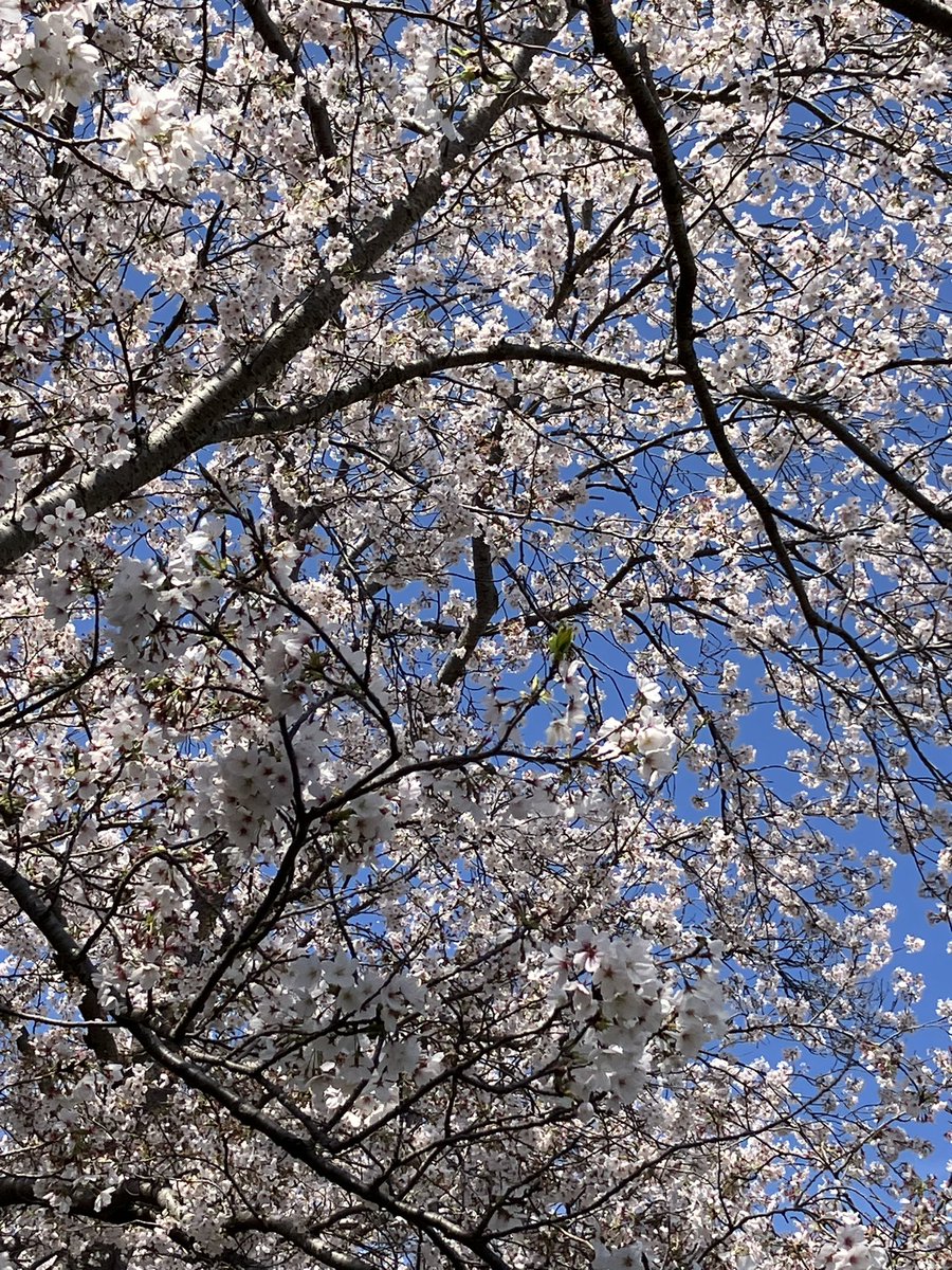 昨日、妹に子どもが産まれた。
ちょうど運良く晴れた日だったので、昼休憩に妻と河原に花見に行っている時間に生まれたようだ。
めでたい。
元気に育ってほしい。