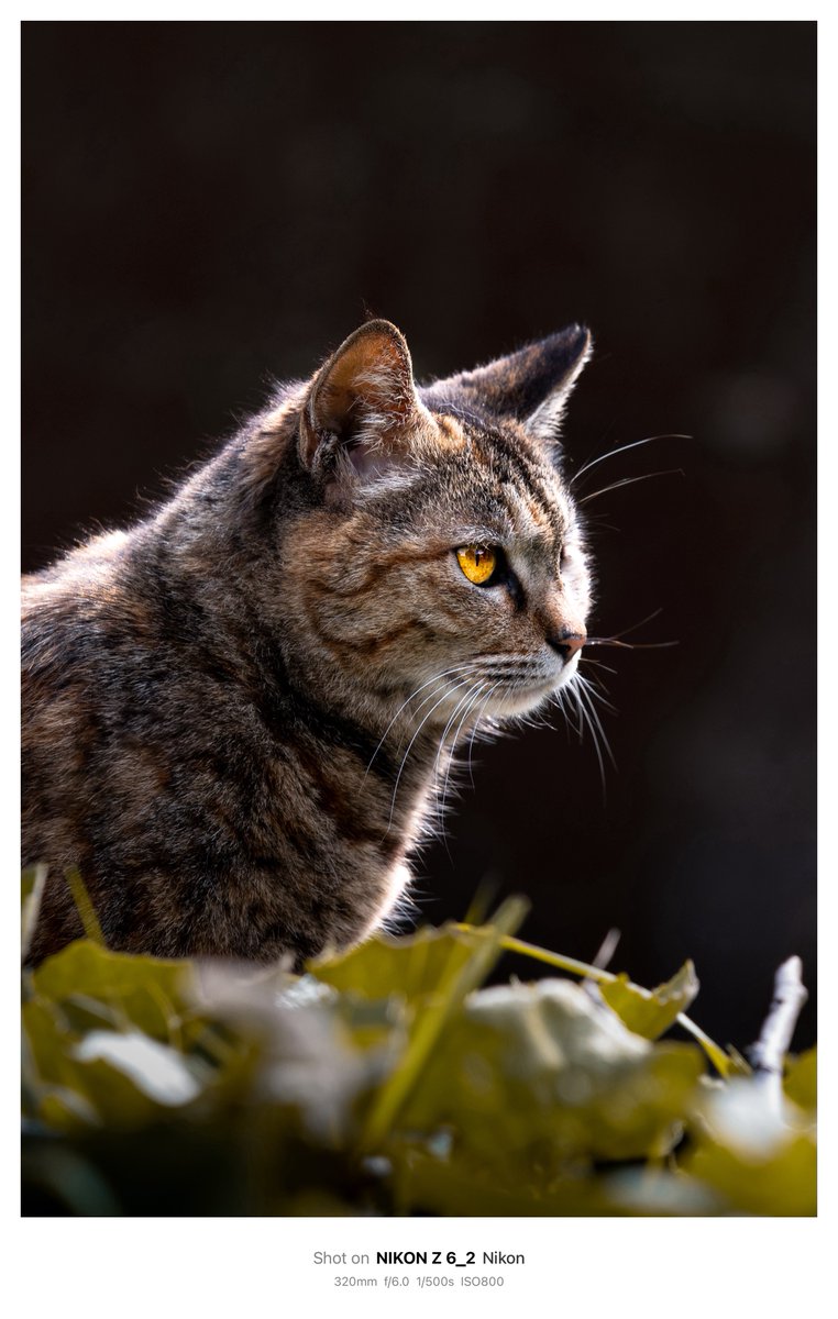 やっぱ望遠楽しいわ