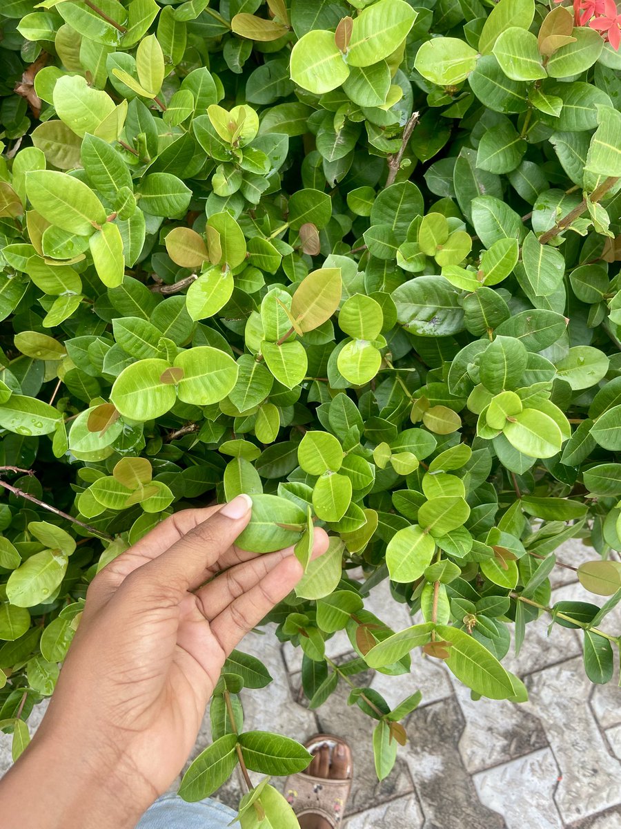 Like I said…. 

Decided to touch grass 

Grass na grass Abeg