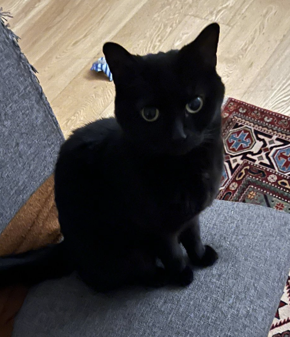 Sam Quill tweet media