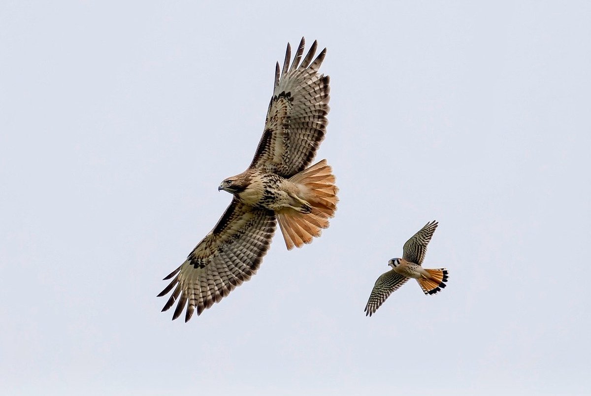 Romel  Romero ™ tweet media