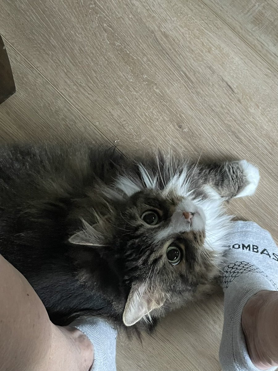 🐾🏴‍☠️🐾🏴‍☠️ tweet media