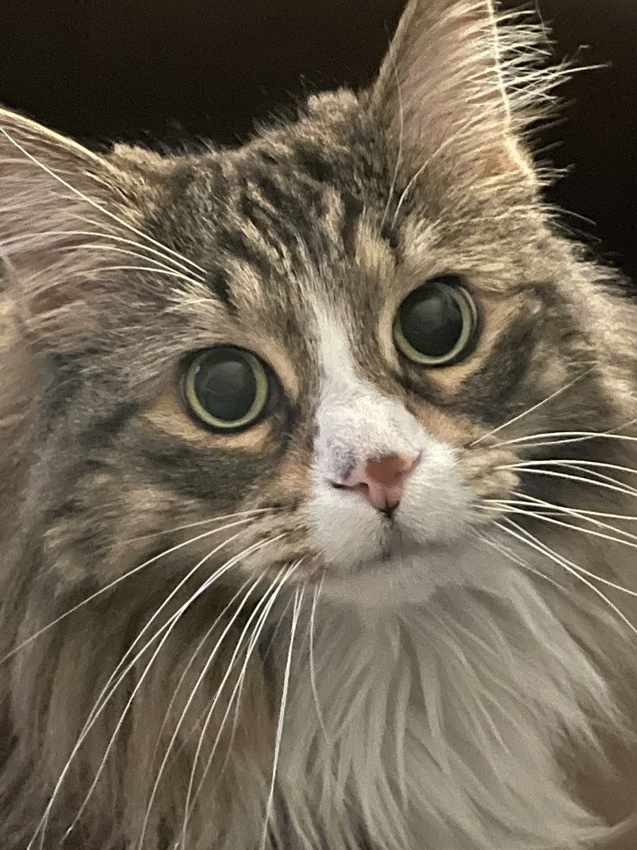 🐾🏴‍☠️🐾🏴‍☠️ tweet media