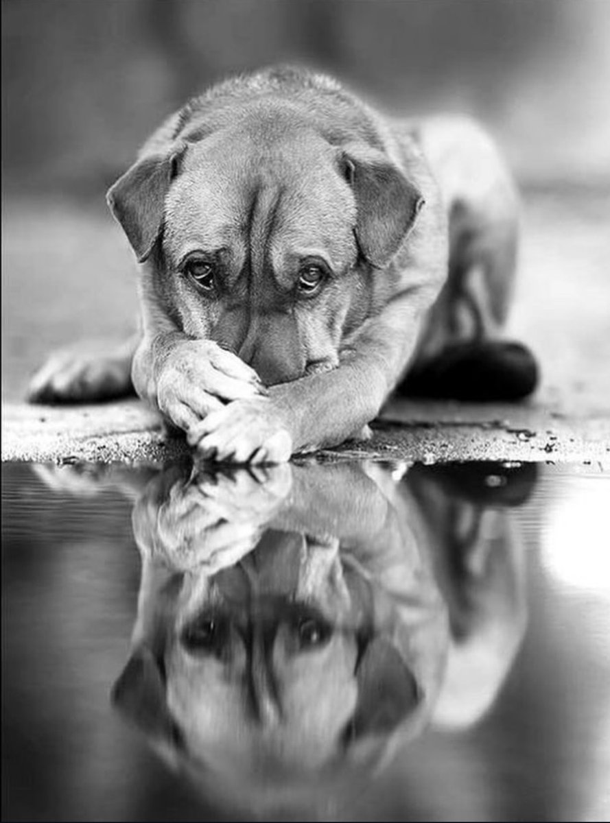 Ani 🇦🇷🐾🌊🔆 tweet media