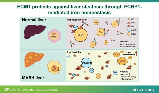HEPATOLOGY Journal tweet media