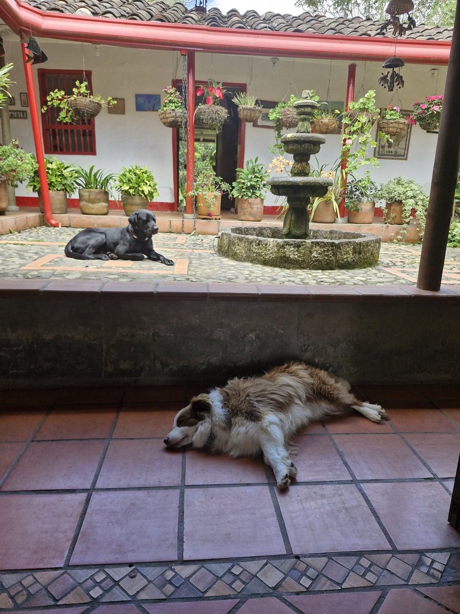 ORLANDO GALLO tweet media