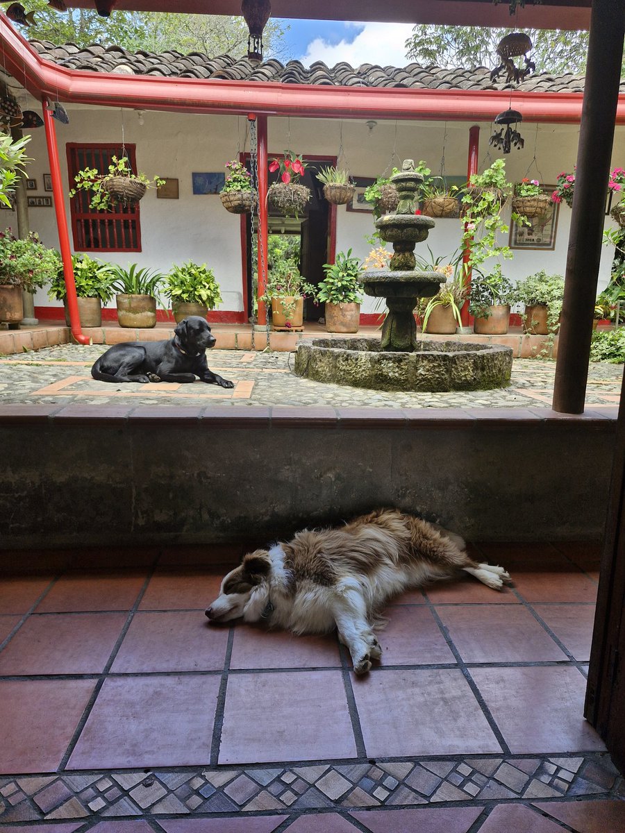 ORLANDO GALLO tweet media