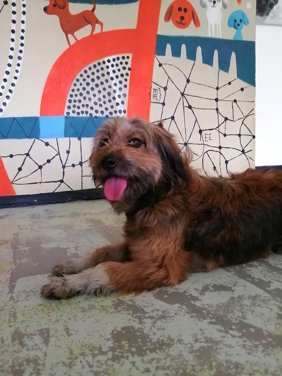 ctcdelmetro's tweet image. Únete a la comunidad de perritos rescatados del #CTCMetro. Aquí podrás conocer sus historias, los requisitos de adopción y la forma de realizar donaciones. Ayuda a nuestros amigos peludos a encontrar un hogar. #AdoptaNoCompres #AUnMetroDeSuHogar 🏡🐕🐾
