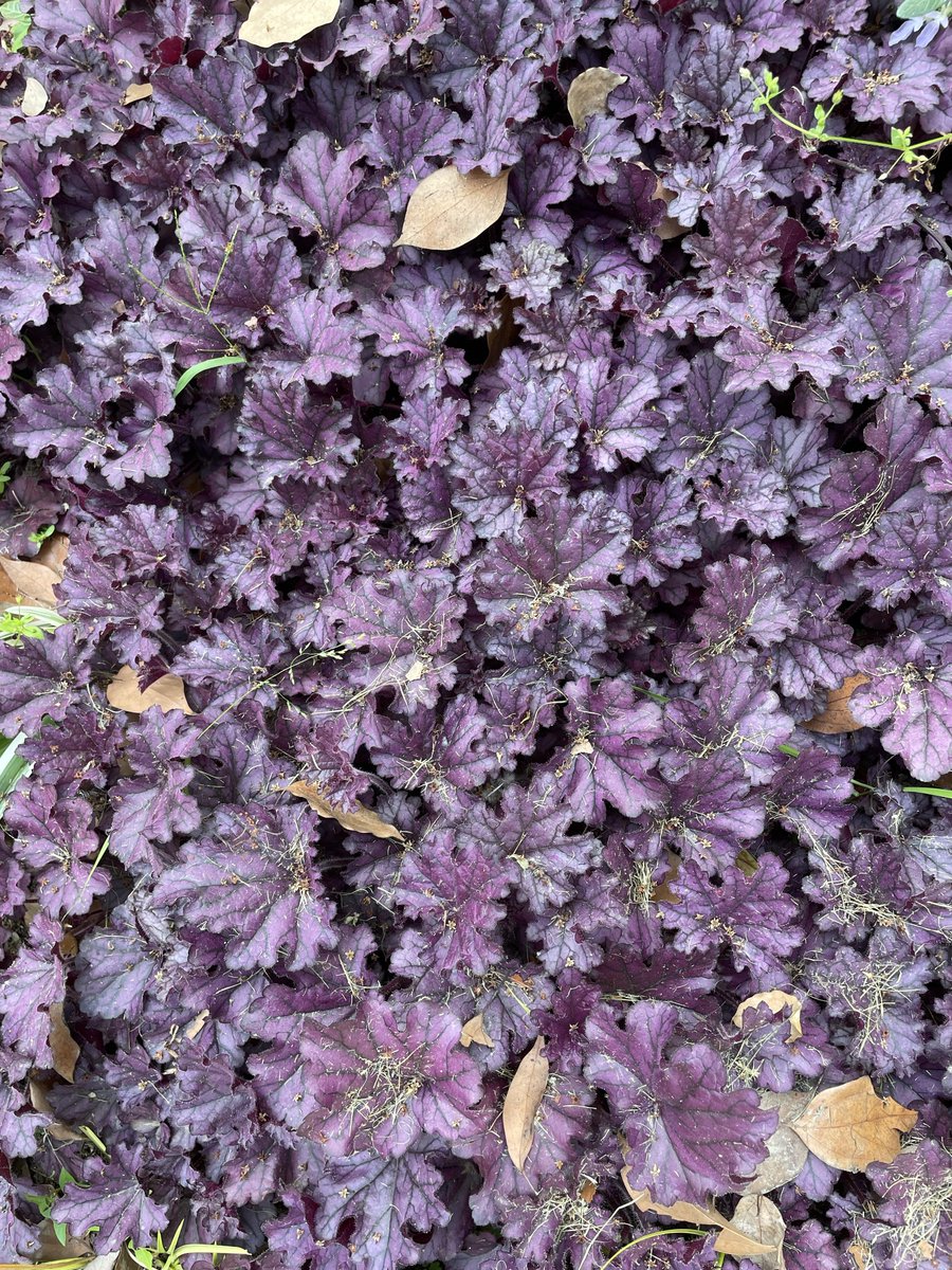 Dashar Kumar tweet media