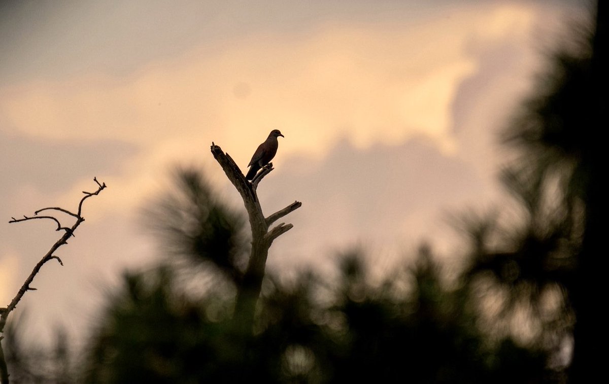 Romel  Romero ™ tweet media