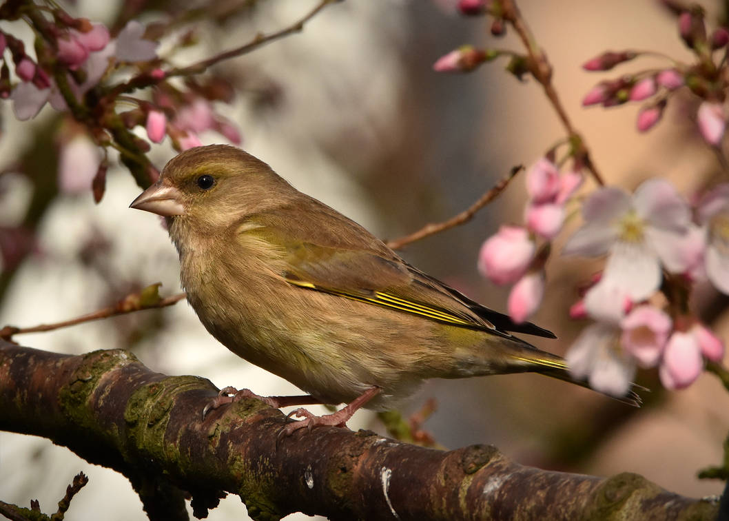 Dee “AdvocacyArena”🌻(Nature lover)🌻 tweet media