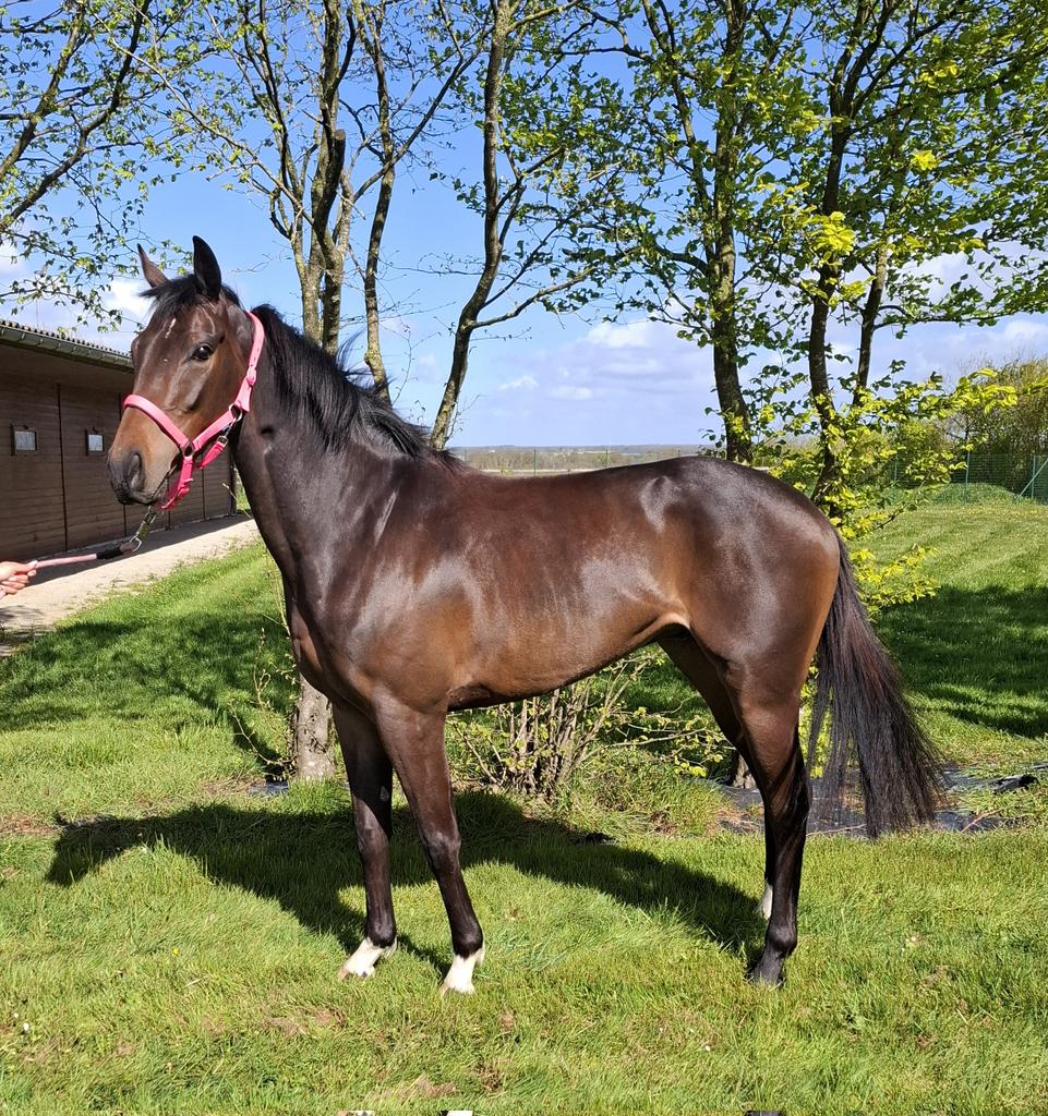 CouetRacingClub's tweet photo. 👋Je continue la série de présentations avec nos nouvelles recrues au club 🐴
*Nuno Kaléo* #AQPS — un fils de Pour Moi, gagnant du #epsonDerby &amp; de Flora Sun, 3 Victoires (Zambezi Sun &amp; Toady /Network)

Harmonieux, avec un bon mental, il devrait débuter d’ici la fin de l’été ☀️ https://t.co/6I4wAxMmCF