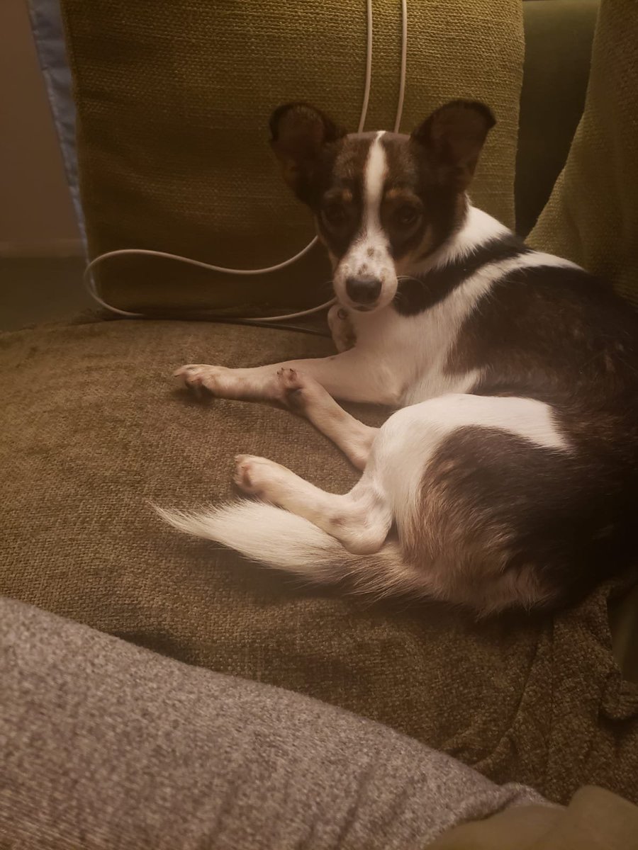 millypod1's tweet image. PEPPER HOME SAFE. THANKS FOR RT's 😊🐕🐾

🆘3 APR 2026 #Lost Pepper #ScanMe
Cross Breed Female 
Redcap House #Spalding #PE12 0QW #Cambridgeshire 
Spotted at Shops in Parson Drove doglost.co.uk/dog/202708