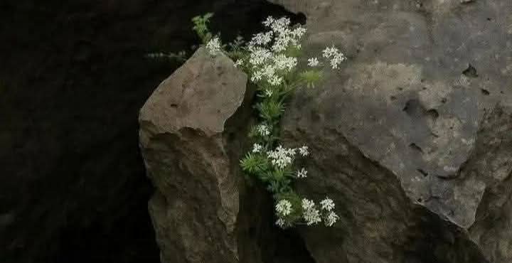 فَـرِيدَة tweet media