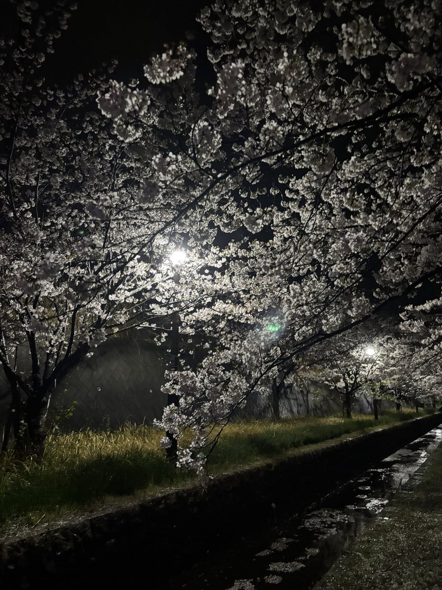 もう🌸見納めかな

だいぶ散り始めてる。