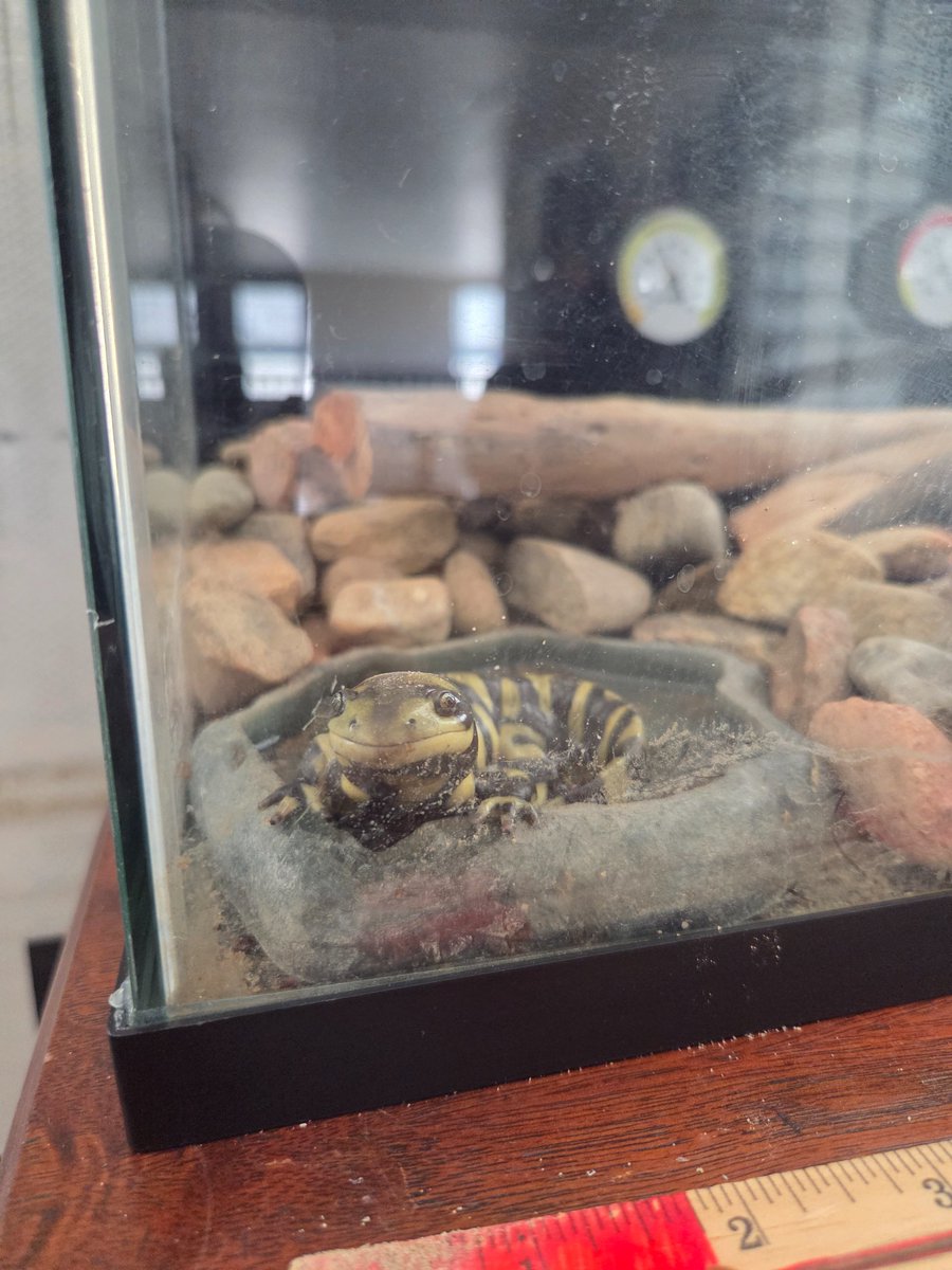 Diamond Spider tweet media