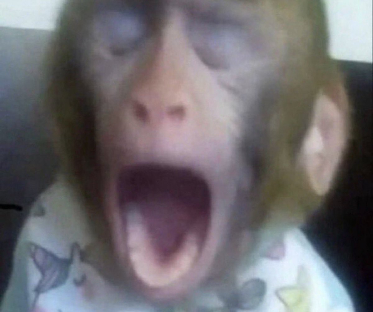 𝗥𝗔𝗛 tweet media