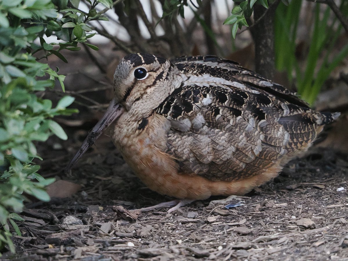 Above_96th tweet media