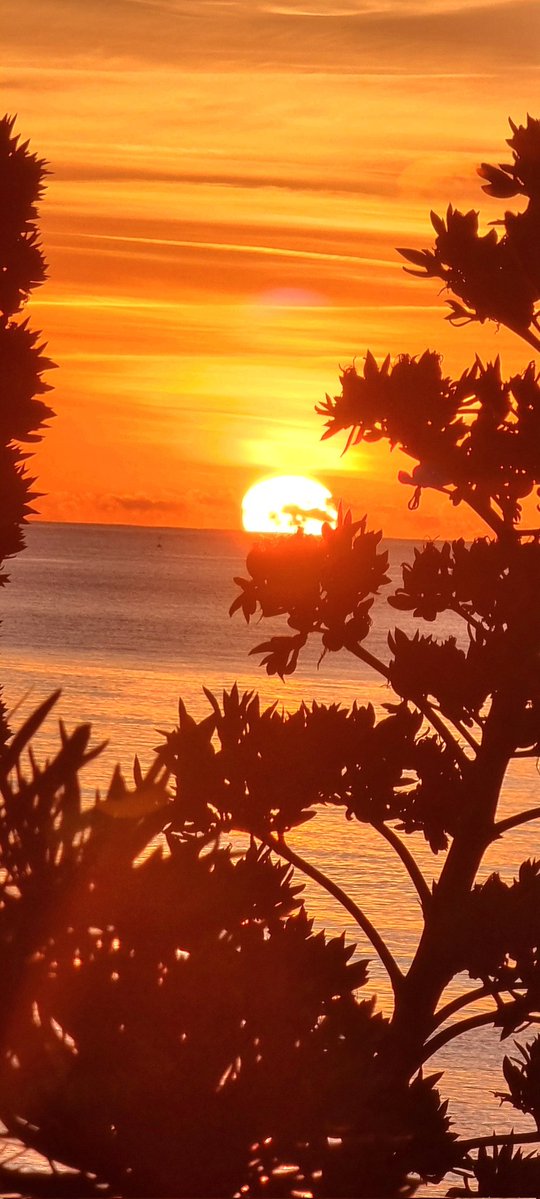 Capitán del Sur tweet media