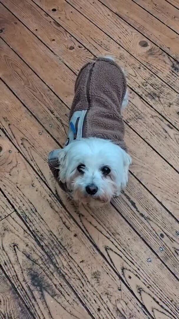 Notpfote Animal Rescue e.V. tweet media