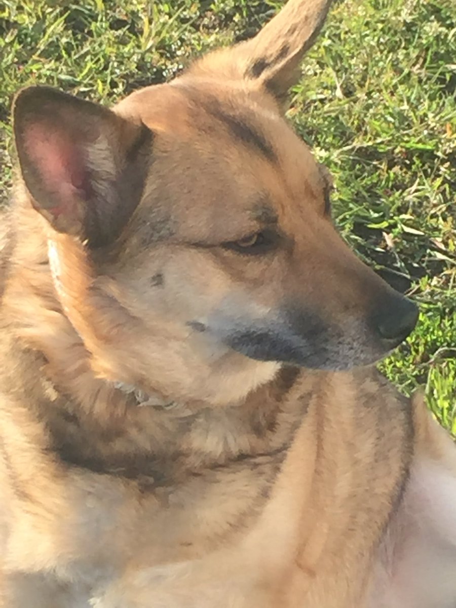 Ірина за ЄС tweet media