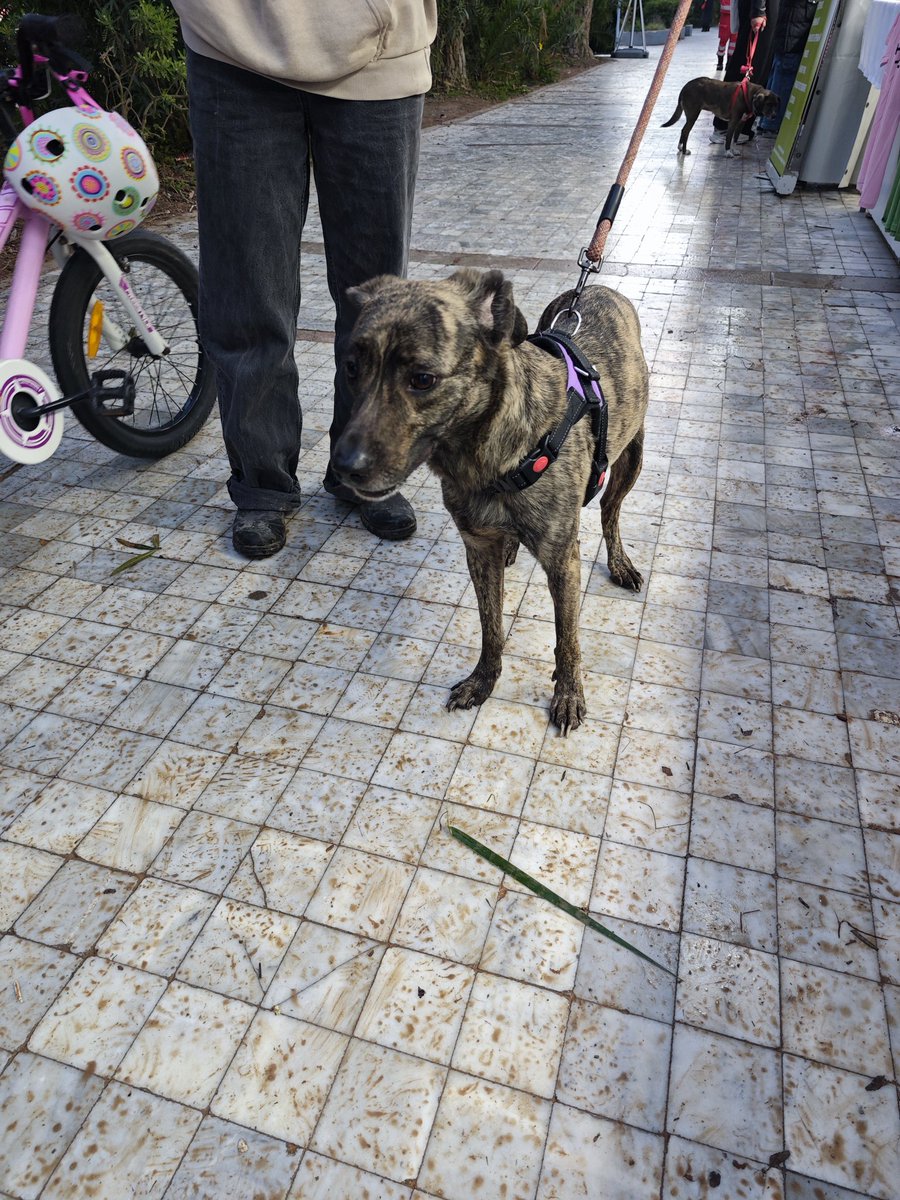 elina mpounia tweet media