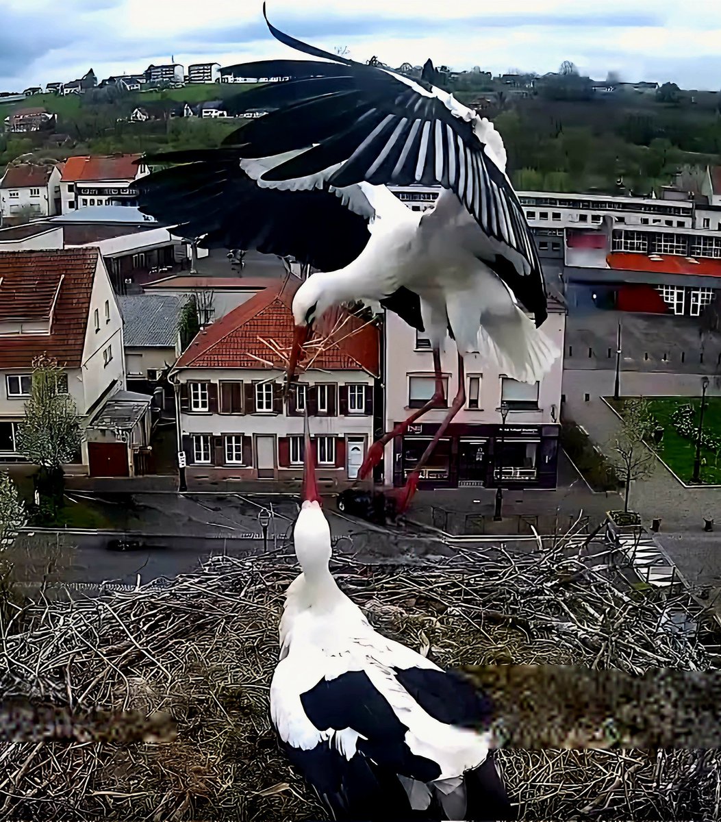 ∴ Pat ∴ tweet media