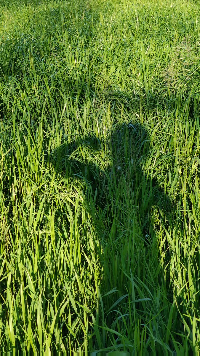 ɢᴇɴɴᴀʀɪɴᴏ ʟᴇꜱʙᴏʟʟᴀʜ tweet media