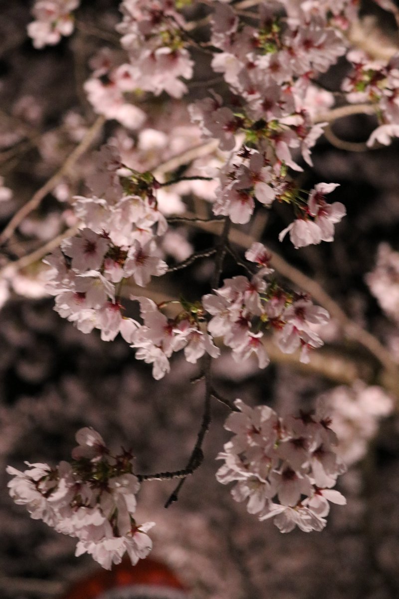 たくぞー tweet media