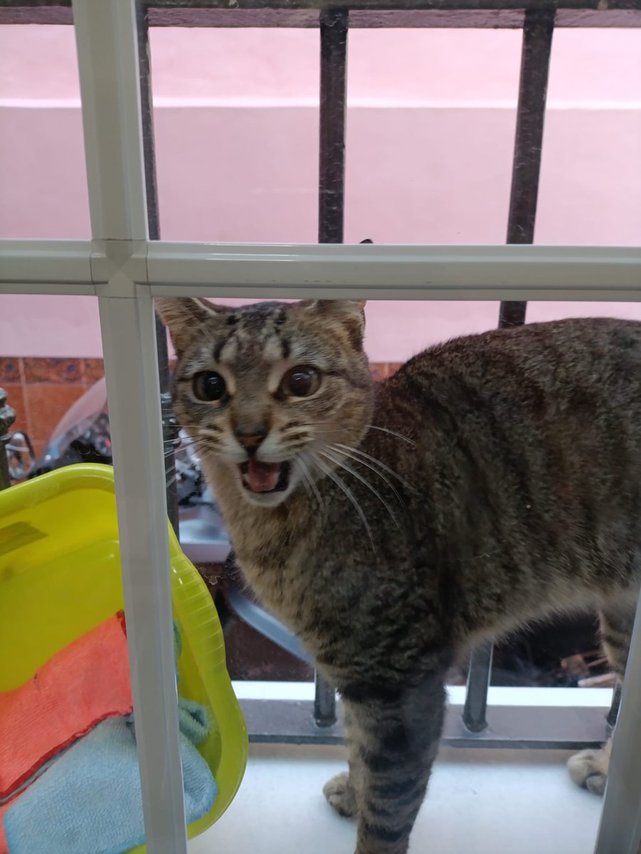 Manu_kiju's tweet photo. Se cansó de estar en el patio
#cats #silly https://t.co/7CX7gfhE27