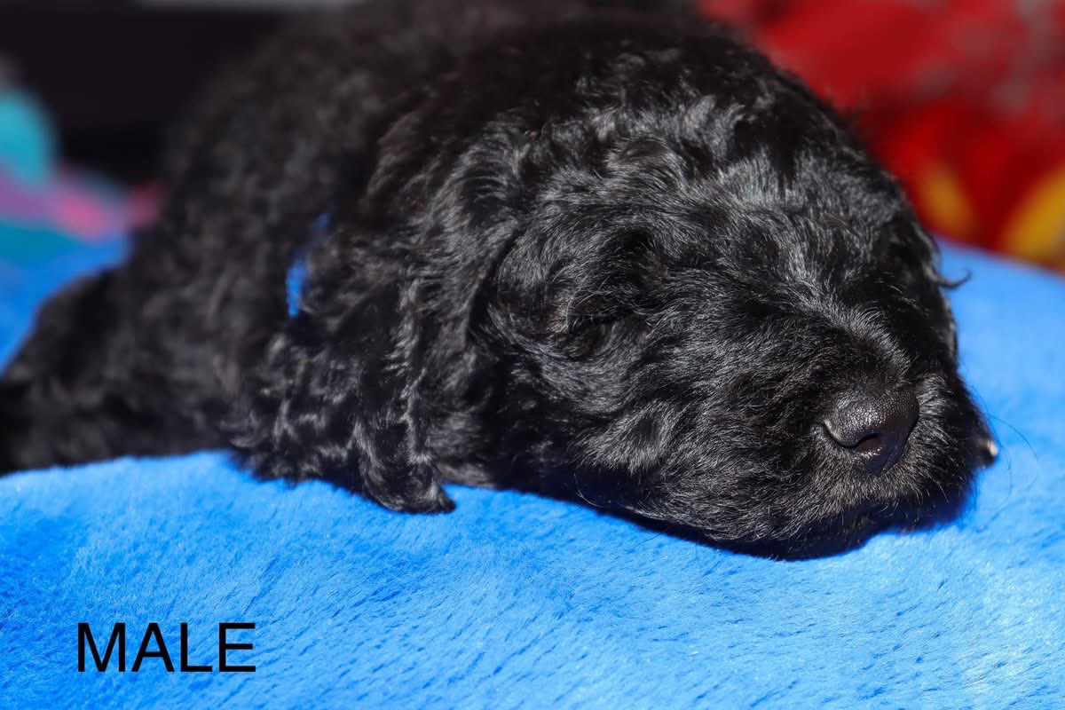 Dr. Tornaci tweet media