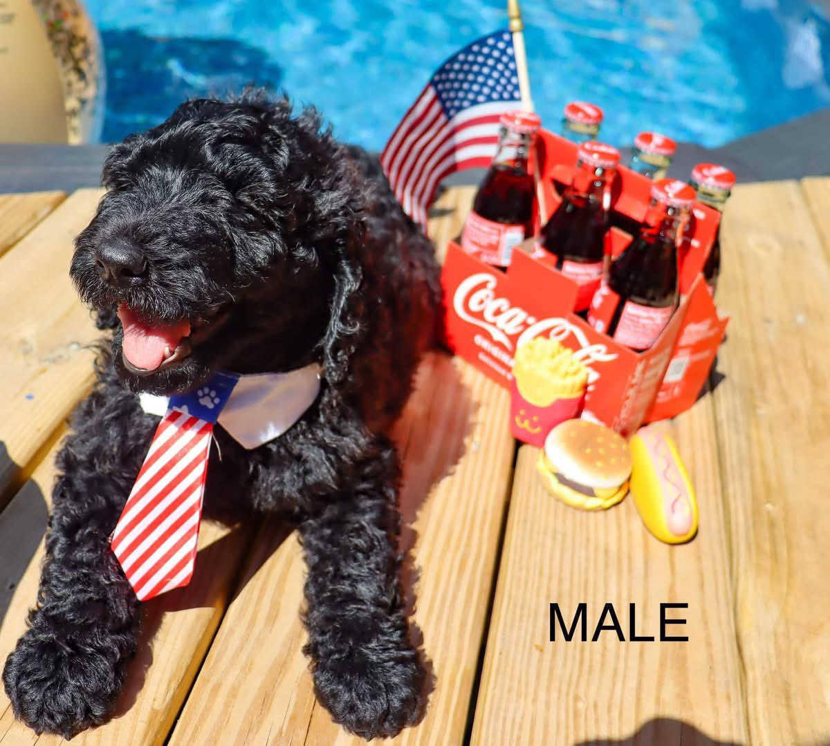 Dr. Tornaci tweet media