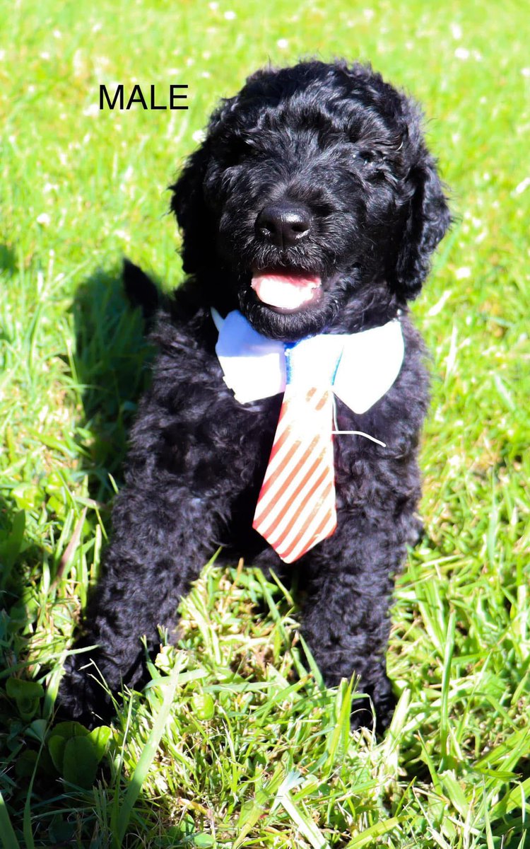 Dr. Tornaci tweet media