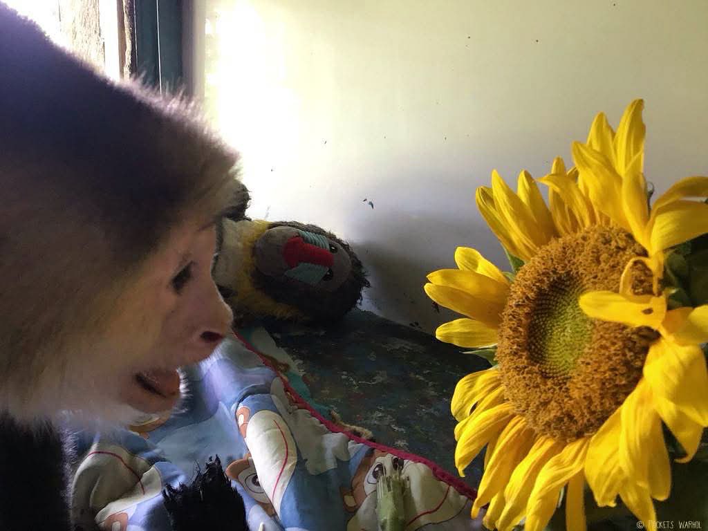 There are always flowers for those who want to see them 🌻🌏🐒🪽#pocketswarhol #rememberme #matisse