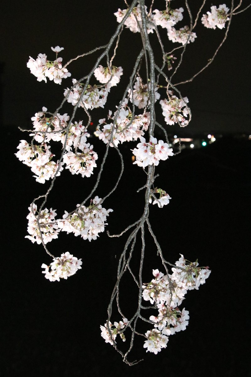 たくぞー tweet media