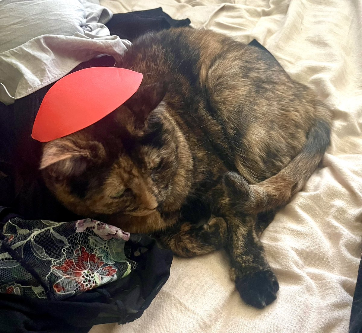 Snuffy Nicole Smith tweet media